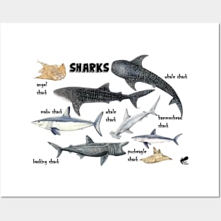 Sharks of the world Posters and Art